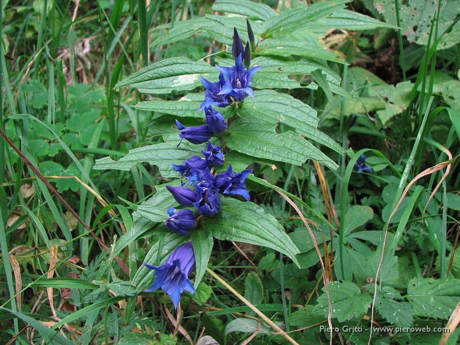 festaBeita 063.jpg - Gentiana asclepiadea